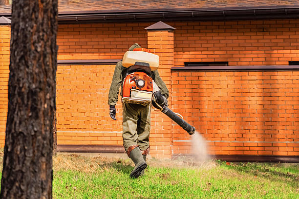 Trusted Ant Control service in Hanapepe, HI - Nex Pest Control